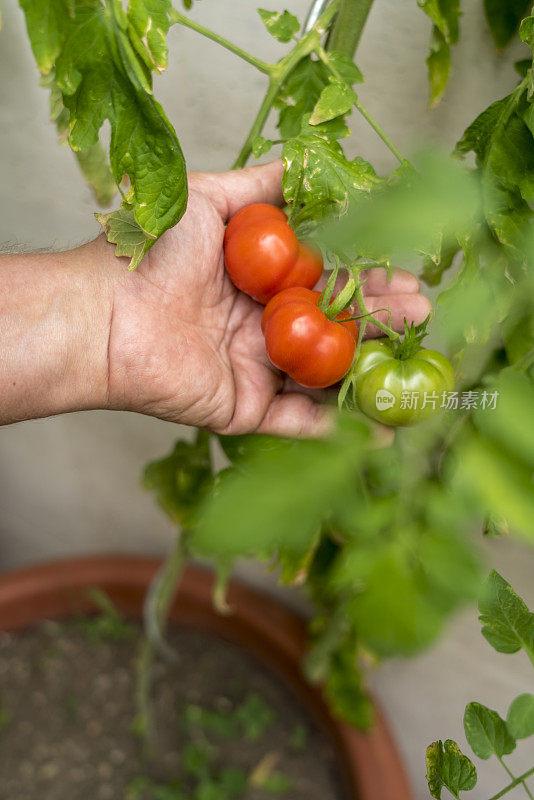 番茄在花盆中生长，雄手测试熟度