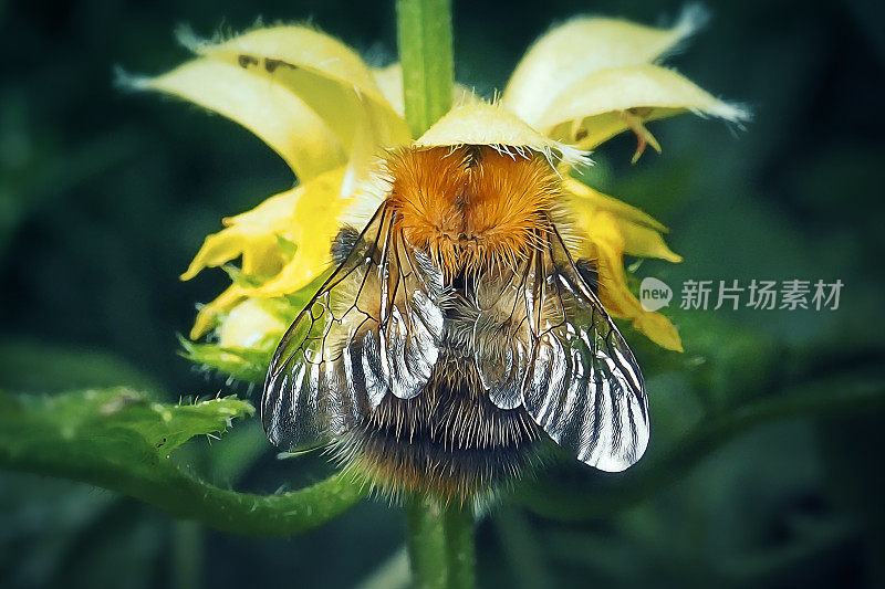 熊蜂，一种普通的蜜蜂昆虫