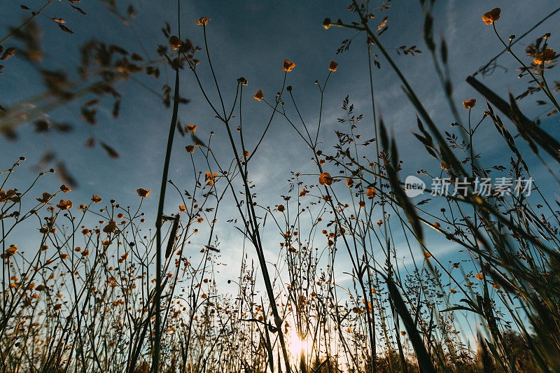 夕阳下的毛茛花田