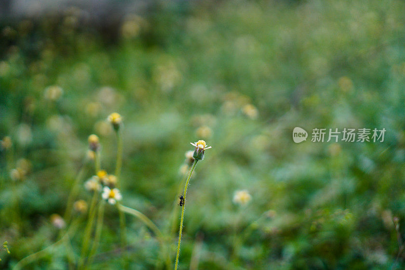 一只蚂蚁栖息在美丽的花托照片上