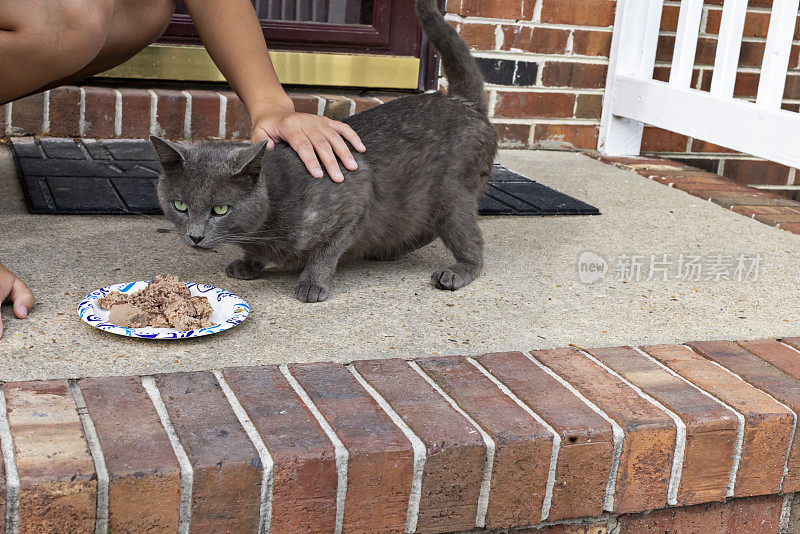 友好的野猫在户外的前廊喂食