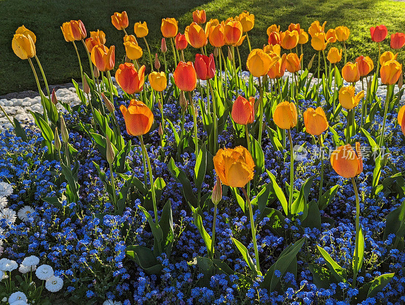春天的花朵在洛桑在瑞士沃州的城市公园