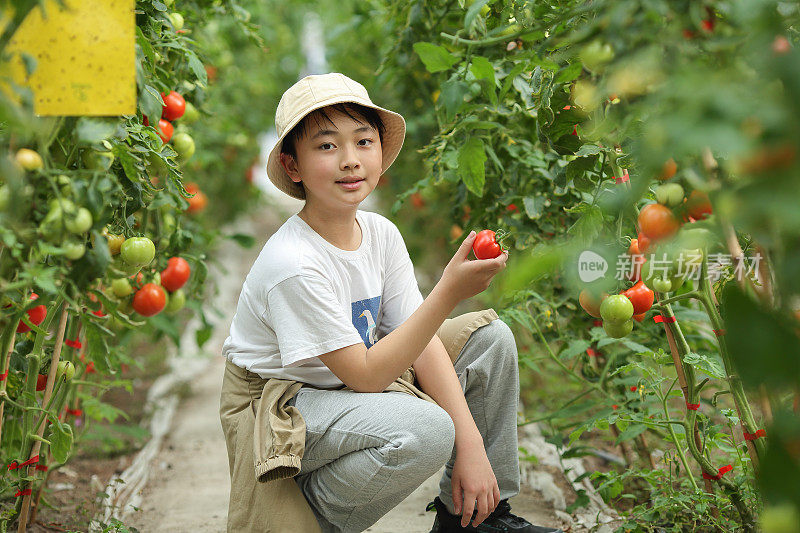 这个男孩正在摘西红柿