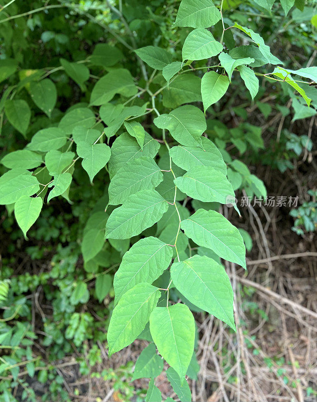 日本紫菀科植物的叶子