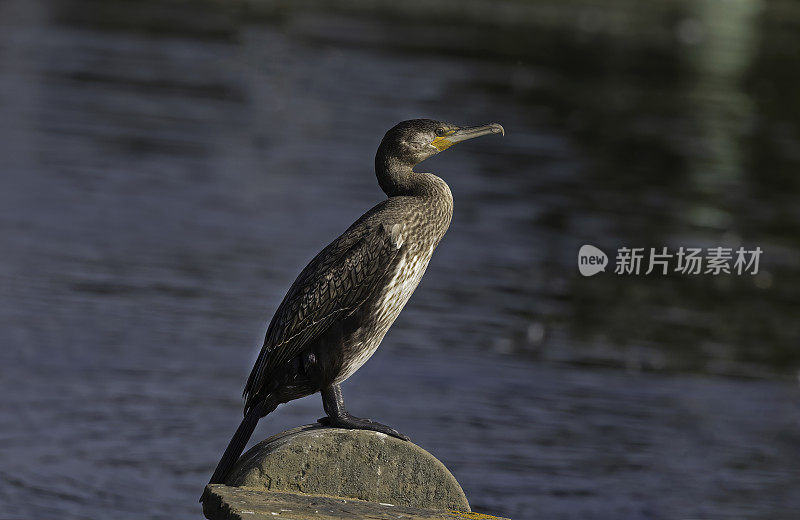 鸬鹚栖息在一根混凝土柱子上