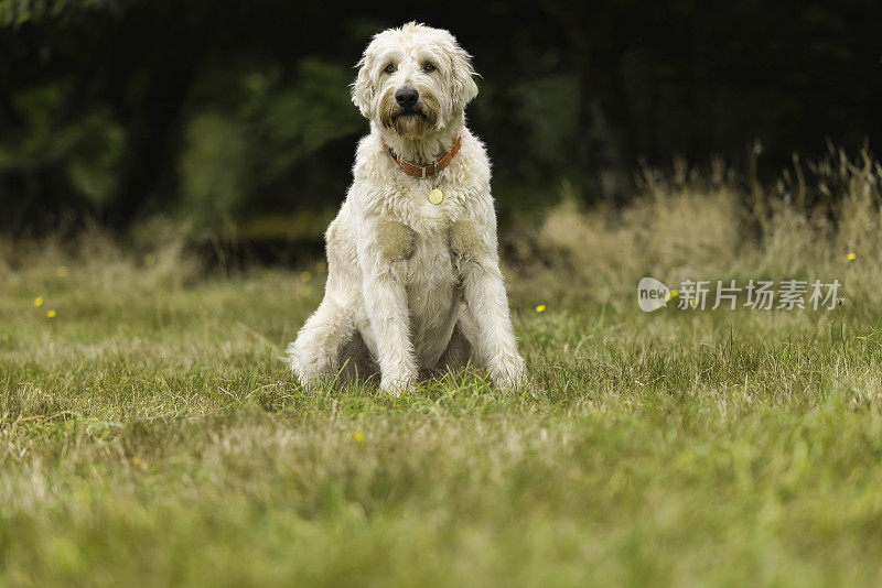 野外的拉布拉多犬