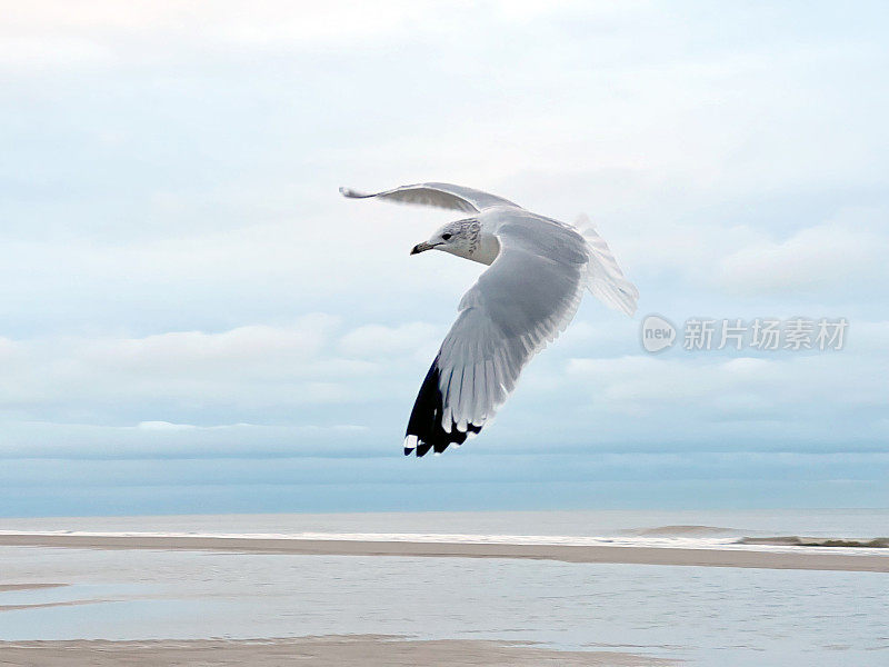 海滩上飞翔的海鸥