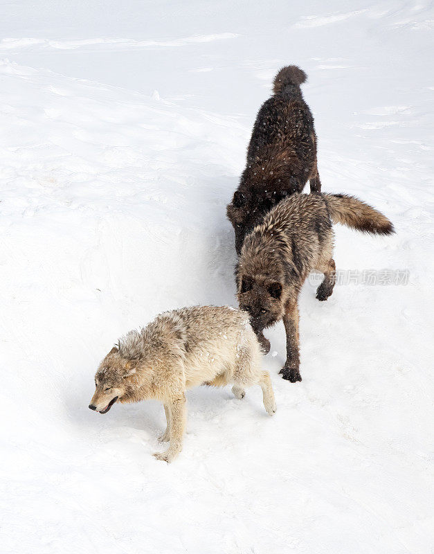 美国黄石国家公园怀俄明州西北部，同一狼群的三只狼在追逐狼时咬了后腿