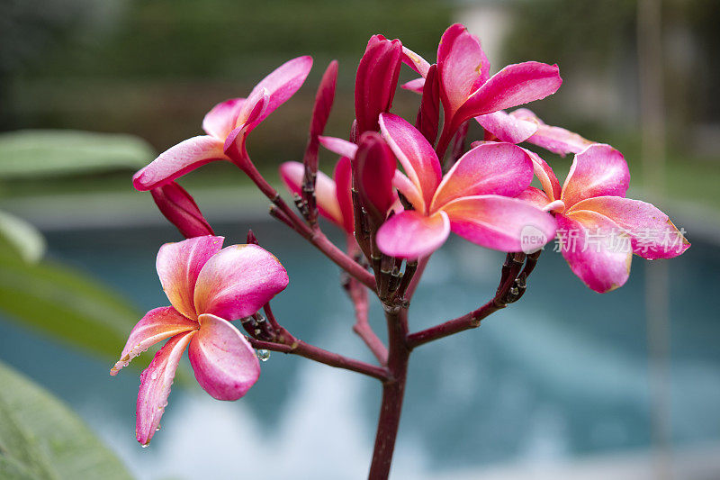 粉红色开花植物特写镜头