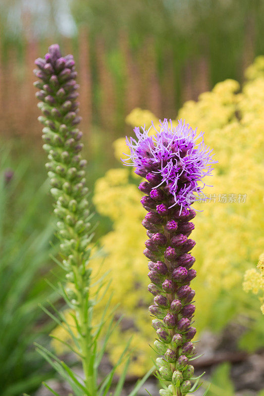 花园中的紫色苦楝花。用于景观设计和园艺的装饰花。蜂蜜的植物。