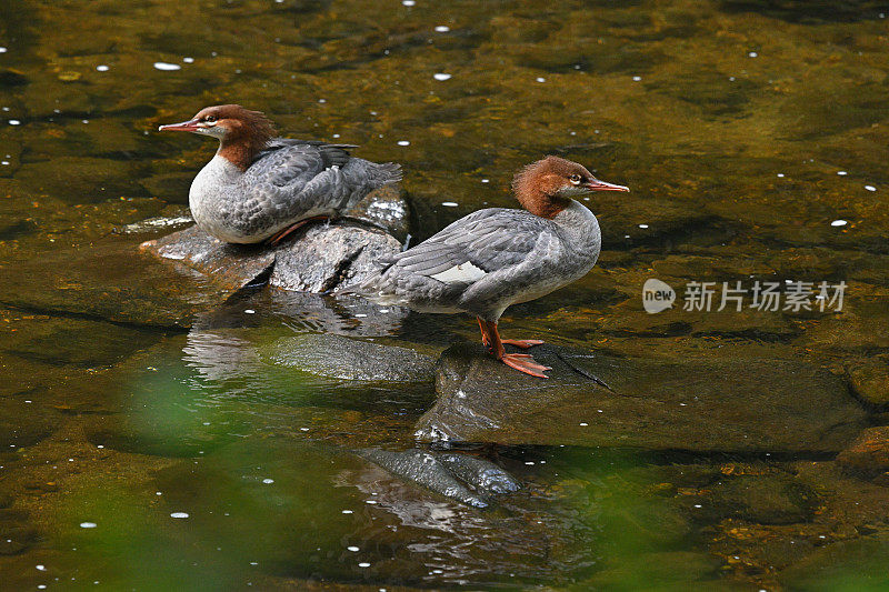 秋沙在河