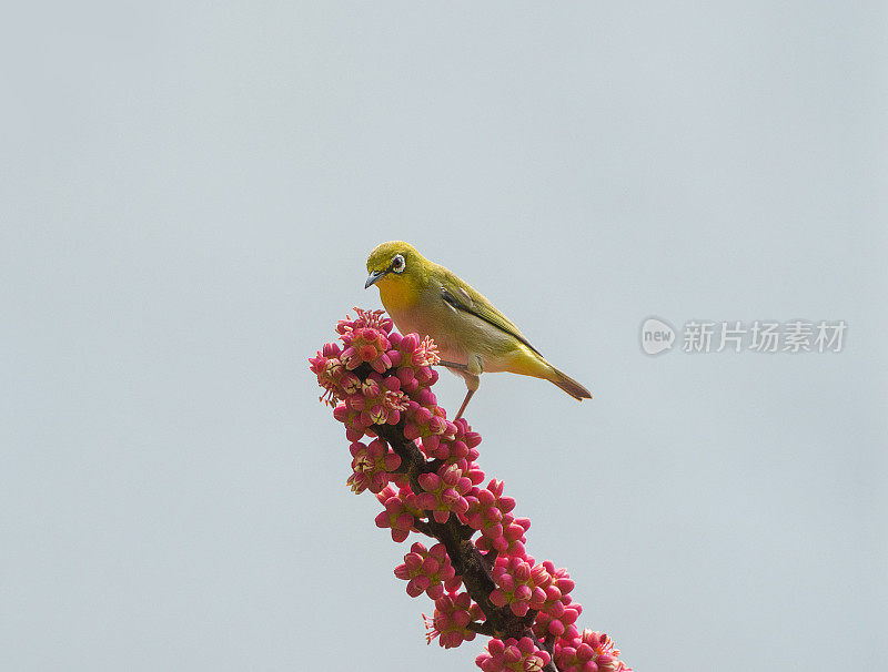 颤音白色的眼