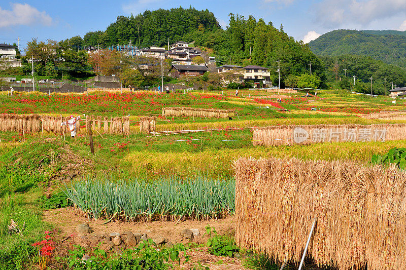 秋日的寺坂梯田，位于琦玉县秩父县