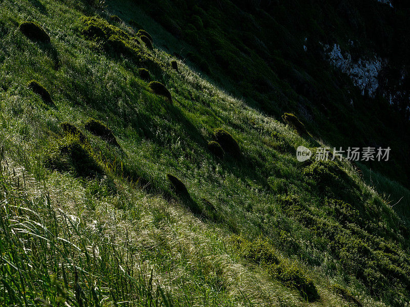 深绿色的小山丘在陡峭的草坡上的山坡细节。