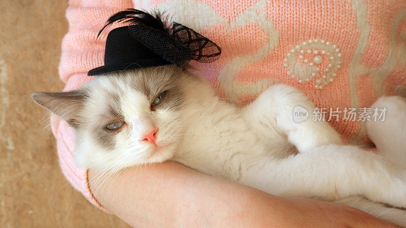 可爱的白色毛茸茸的猫戴着黑色的帽子。布偶猫小猫。