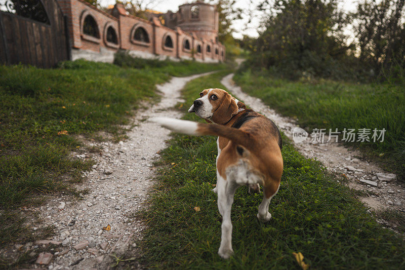 可爱的小猎犬