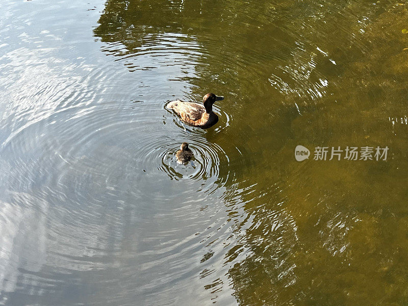 鸭子和小鸭