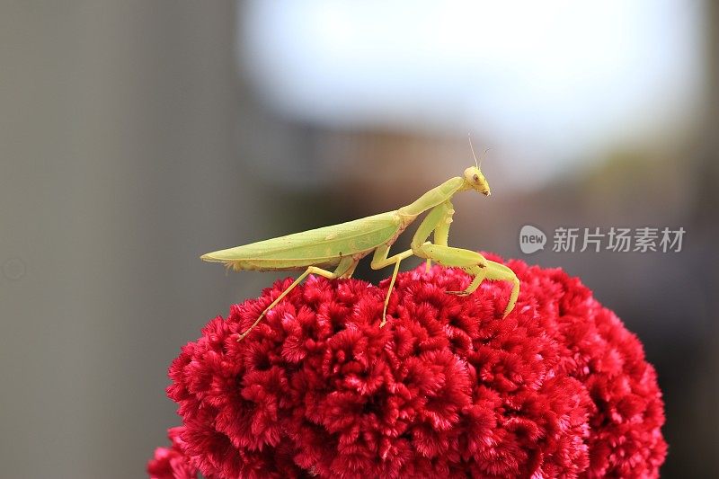 昆虫在红花上的特写