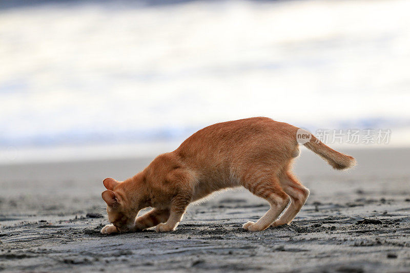 在亚齐日落时，猫在沙滩上放松的后视图