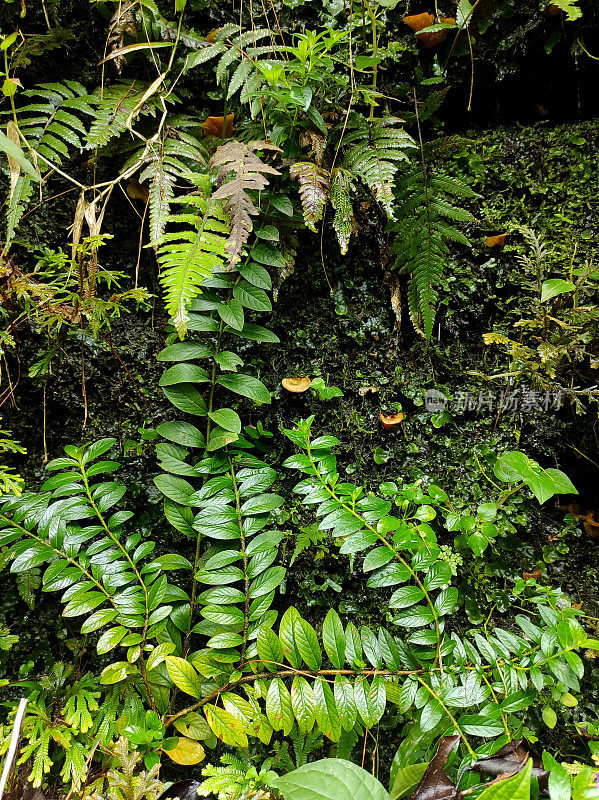 各种各样的植物生长在热带雨林的岩石上