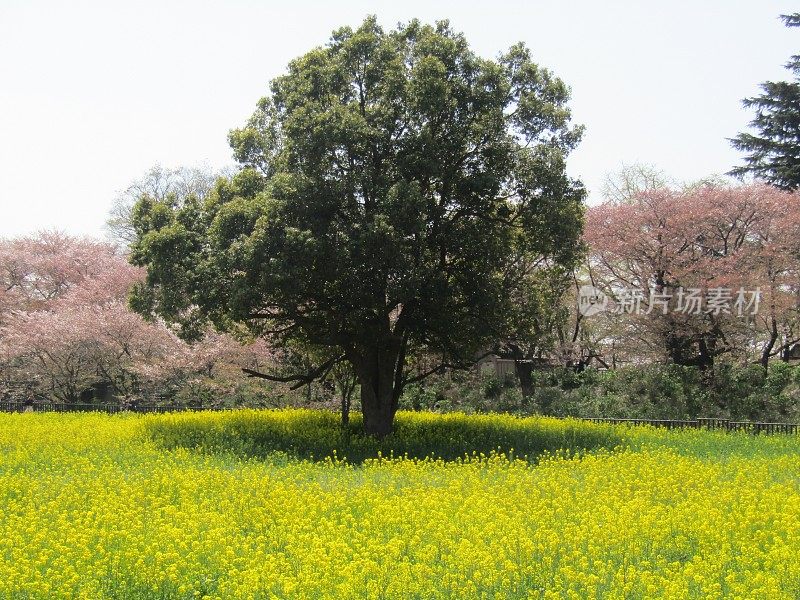 日本。四月初。油菜籽地中间有一棵巨大的老树，还有樱花盛开的樱花树。