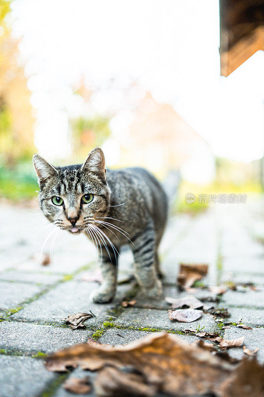 特写有趣的家猫库存照片