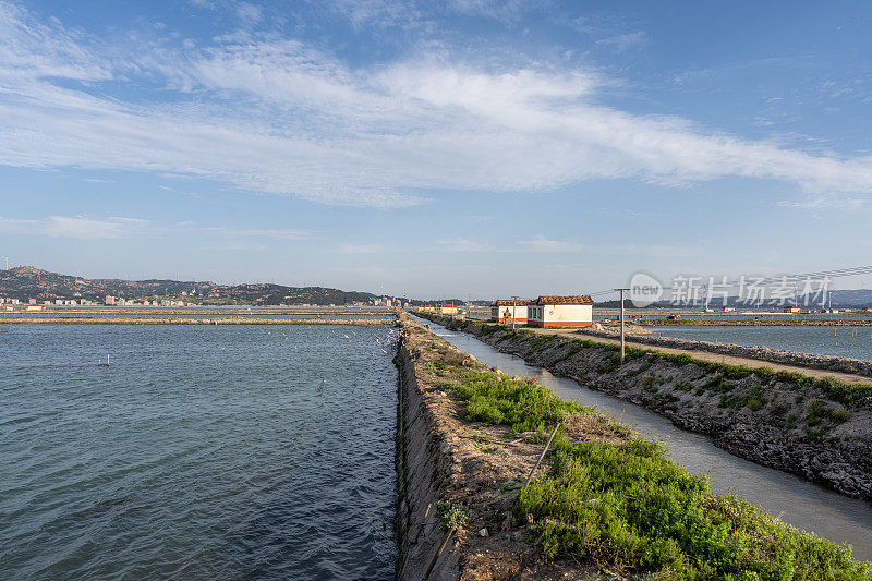 海边的风电场和鸟儿