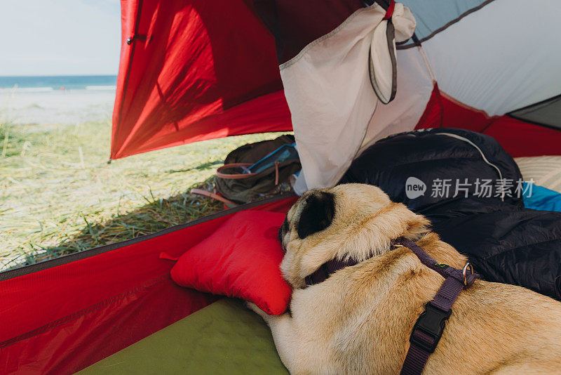 一只狗在罗弗敦海滩露营，欣赏夏天