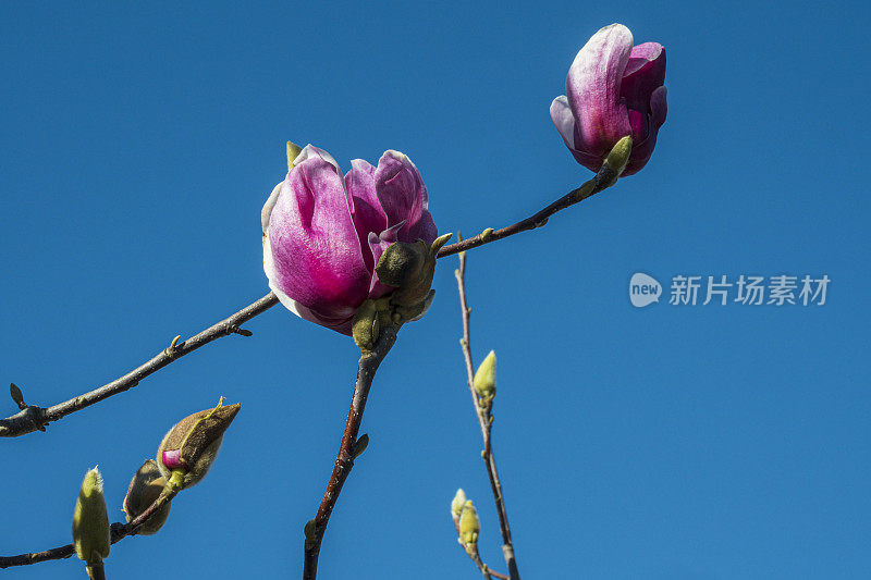 茶碟玉兰在树上开花的特写