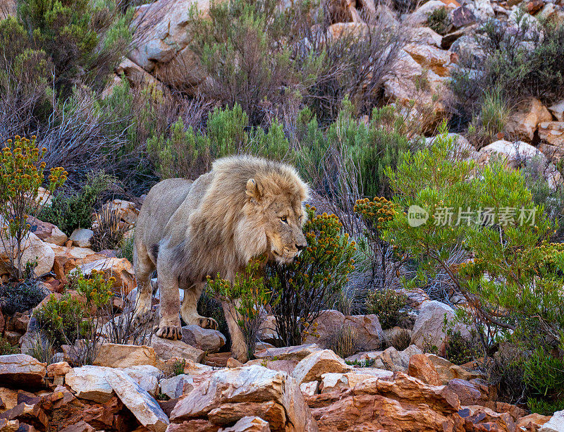 在美丽的南非，大型野生雄狮在夏天穿越岩石地形