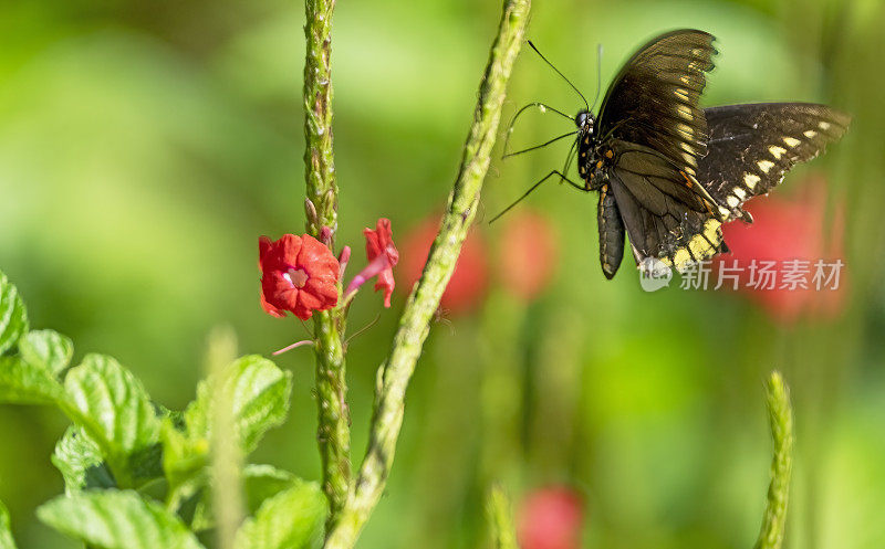 哥斯达黎加的燕尾蝶