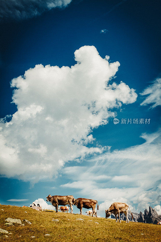 意大利白云石和阿尔卑斯山上的奶牛肖像