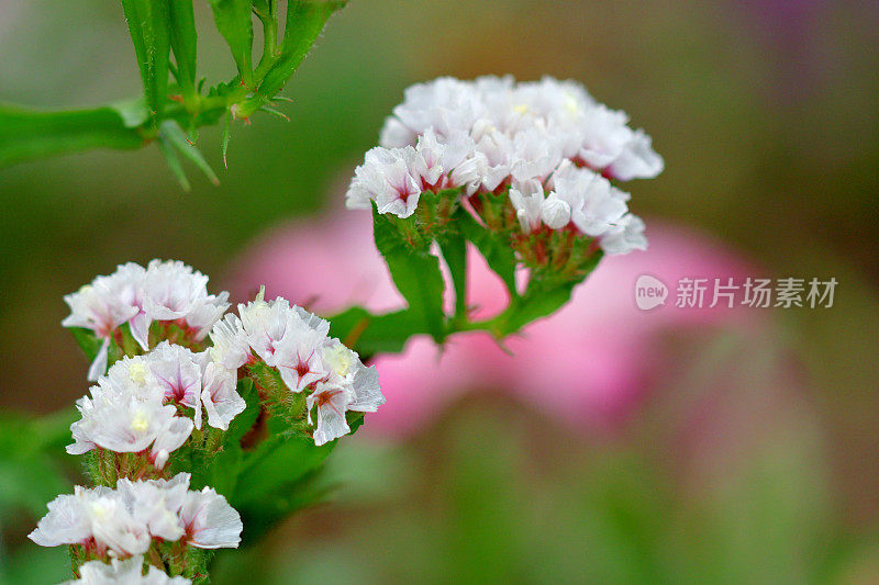 柠檬花:密集的纸状簇，漏斗状花