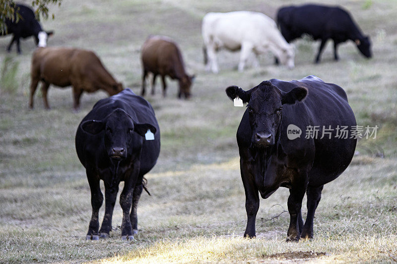 干旱牧场上的一群不同品种的牛
