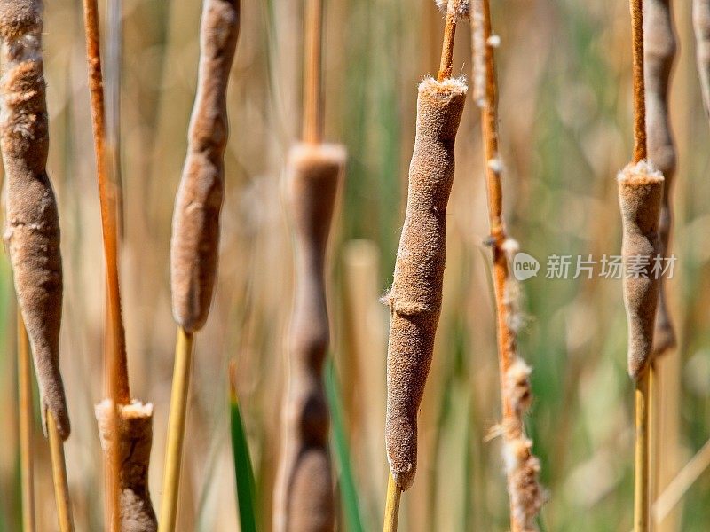 野生动物保护区湿地，一簇香蒲种子荚发出温暖的光芒