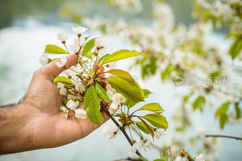 一个男人的手握着白花树。