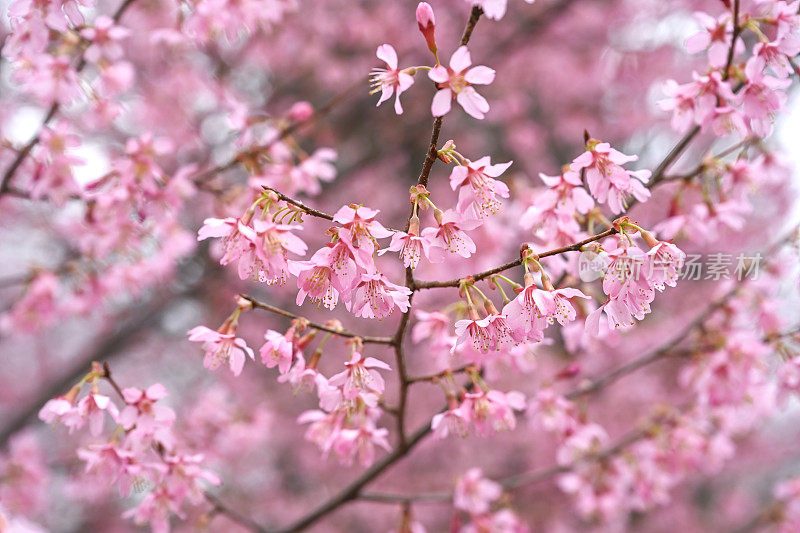 樱花