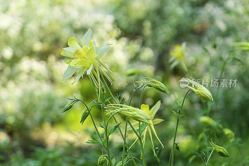 花