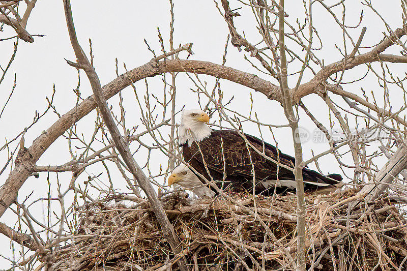 秃鹰在巢中交配，雄性带来一些柔软的被褥