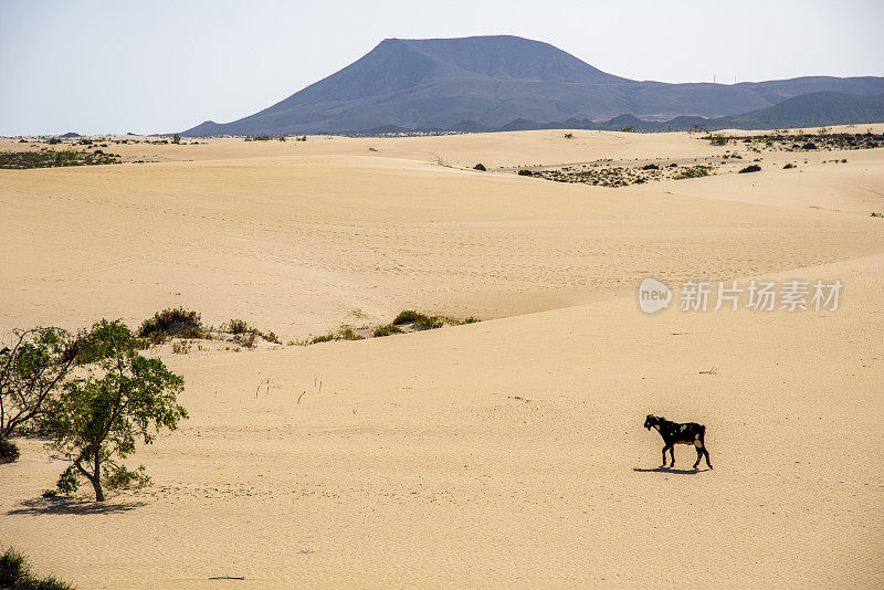 沙丘景观与山脉和山羊在地平线-富埃特文图拉，西班牙