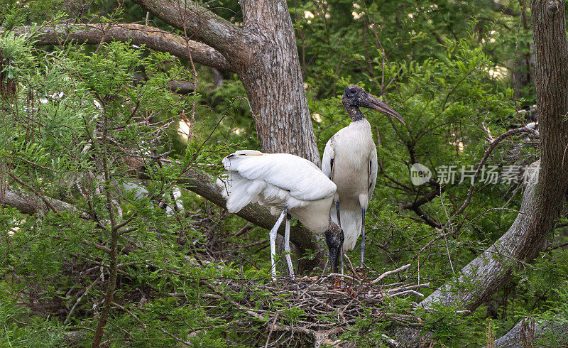佛罗里达中部奥兰多湿地公园里的野生木鹳和鸟巢里的雏鸟