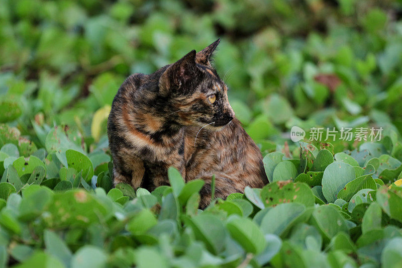 猫在亚齐海滩玩耍