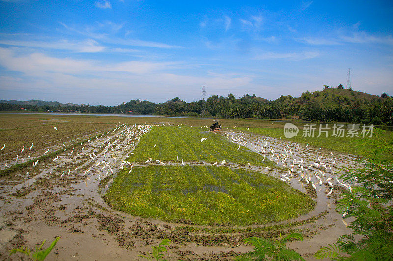 成群的白鹭在田野里寻找食物。