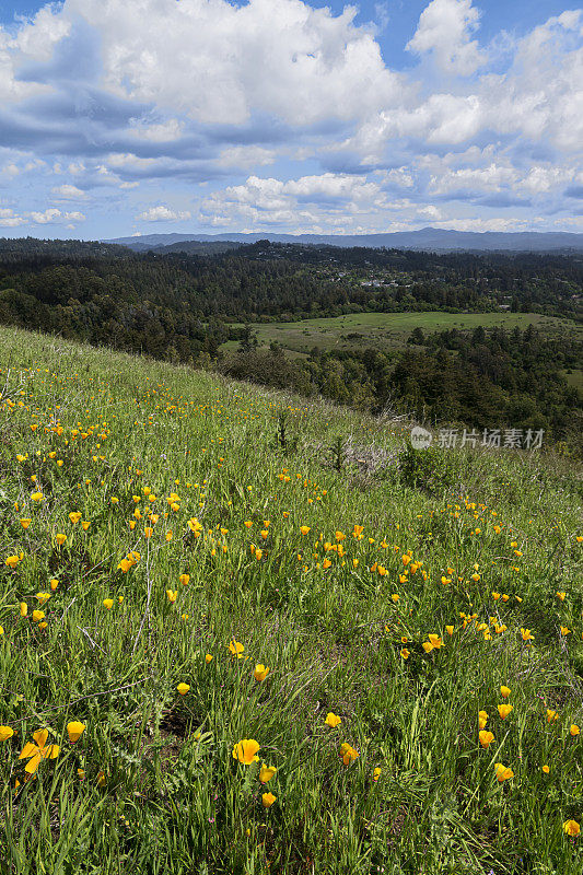 加利福尼亚罂粟野花盛开在山坡上