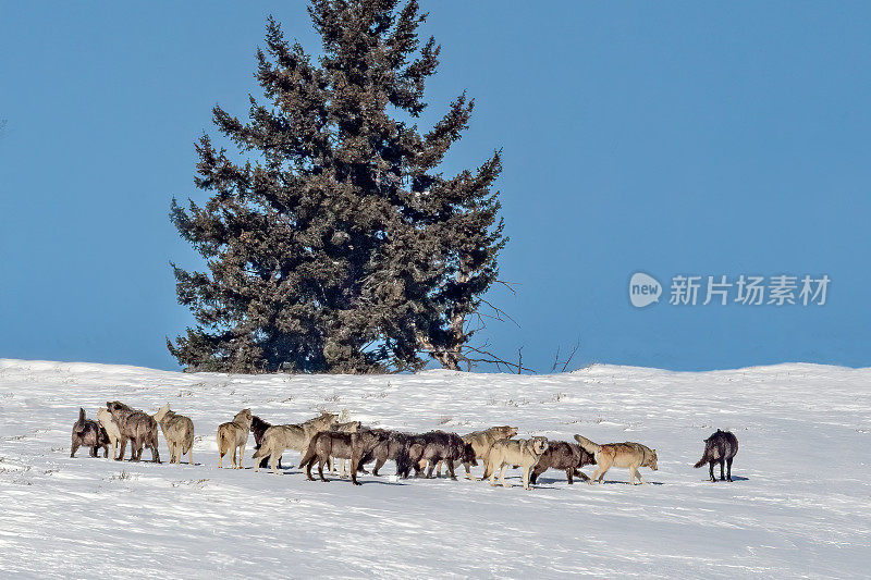 在美国西部的黄石生态系统，一群狼在积雪覆盖的山顶上。