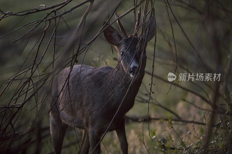 晨间自然中的鹿