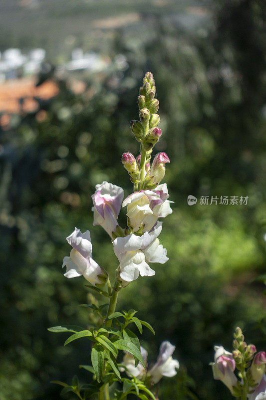 抗鼻草植物的近照