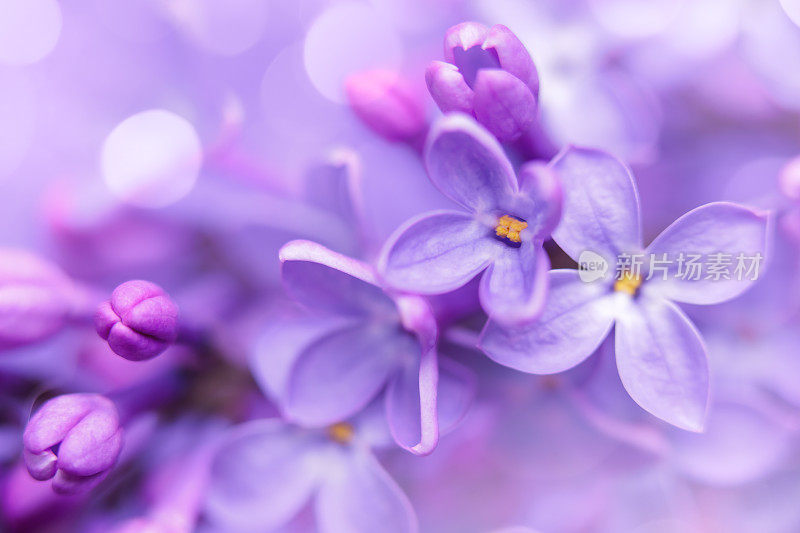 丁香花特写与散景