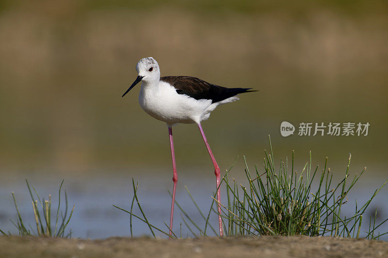 黑翅高跷(Himantopus)