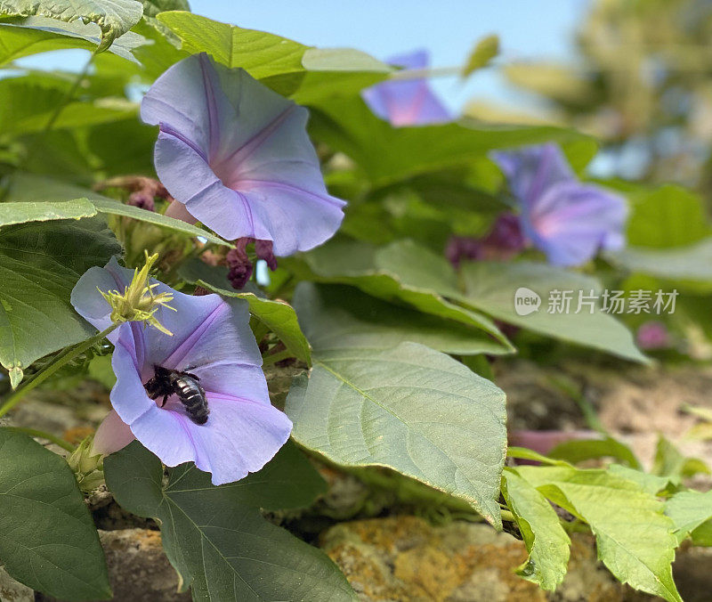 牵牛花，传粉的甲虫